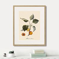 картина: juicy fruit lithography №2, 1870г. в Оренбурге