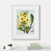 картина: himalaya plants yellow flower, 1869г. в Оренбурге