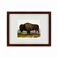 картина: american bison, 1845 в Оренбурге