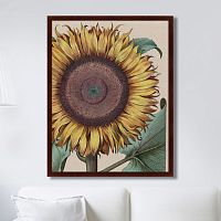 картина: large sunflower (flos solis maior), 1713г. в Оренбурге