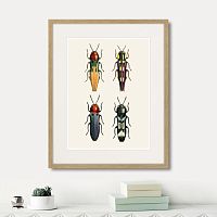 картина: assorted beetles №5, 1735г. в Оренбурге