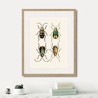 картина: assorted beetles №8, 1735г. в Оренбурге