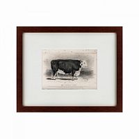 картина: a hereford bull, 1849 в Оренбурге