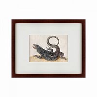 картина: black tegu lizard, 1700 в Оренбурге