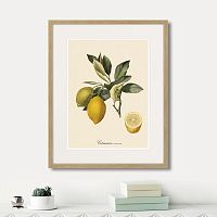 картина: juicy fruit lithography №3, 1870г. в Оренбурге