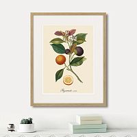 картина: juicy fruit lithography №11, 1870г. в Оренбурге