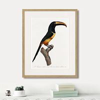 картина: beautiful toucans №4, 1806г. в Оренбурге