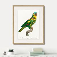 картина: beautiful parrots №11, 1872г. в Оренбурге