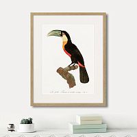 картина: beautiful toucans №1, 1806г. в Оренбурге