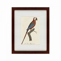 картина: ara macao (scarlet macaw), 1801 в Оренбурге