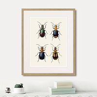 картина: assorted beetles №4, 1735г. в Оренбурге