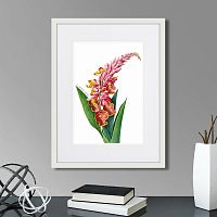 картина: caribian flora pink alpinia, 1740г. в Оренбурге