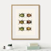 картина: assorted beetles №11, 1735г. в Оренбурге