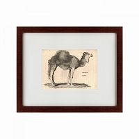 картина: arabian camel, 1809 в Оренбурге