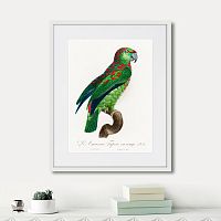 картина: beautiful parrots №4, 1872г. в Оренбурге