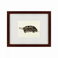 картина: a hand-painted illustration of an elongated tortoise, 1873 в Оренбурге