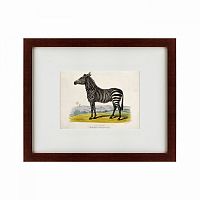 картина: a zebra, 1830 в Оренбурге