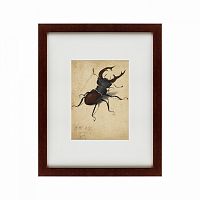 картина: stag beetle, 1505 в Оренбурге