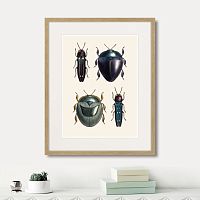 картина: assorted beetles №1, 1735г. в Оренбурге