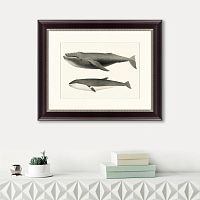 картина: humpback whale (megaptera versabilis), 1859 в Оренбурге