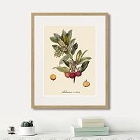 картина: juicy fruit lithography №4, 1870г. в Оренбурге