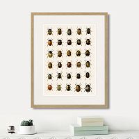 картина: assorted beetles №2, 1735г. в Оренбурге