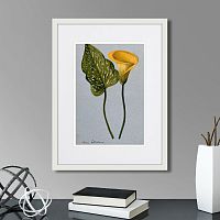 картина: yellow arum lily, 1899г. в Оренбурге