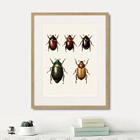 картина: assorted beetles №7, 1735г. в Оренбурге