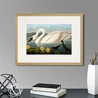 картина: common american swan (white), 1838г. в Оренбурге