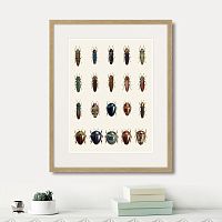 картина: assorted beetles №3, 1735г. в Оренбурге