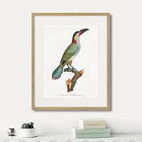 картина: beautiful toucans №3, 1806г. в Оренбурге