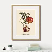 картина: juicy fruit lithography №7, 1870г. в Оренбурге