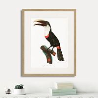 картина: beautiful toucans №2, 1806г. в Оренбурге