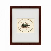 картина: beetle, 1700 в Оренбурге