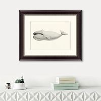 картина: bowhead whale (balaena mysticetus), 1856 в Оренбурге