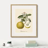 картина: juicy fruit lithography №10, 1870г. в Оренбурге