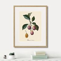 картина: juicy fruit lithography №9, 1870г. в Оренбурге